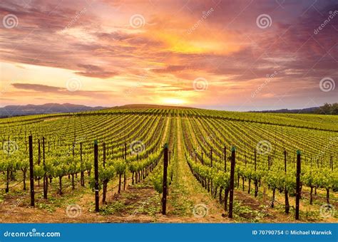 Vignobles de la Napa Valley au coucher du soleil