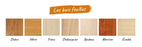 Schéma explicatif des différentes structures de bois : feuillus vs conifères