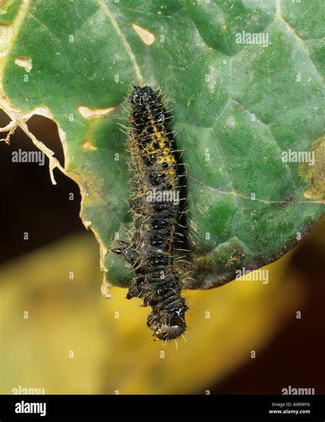 Chenille morte desséchée après traitement au Bacillus thuringiensis