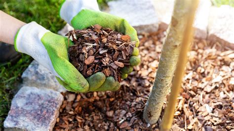 Paillage organique dans un jardin