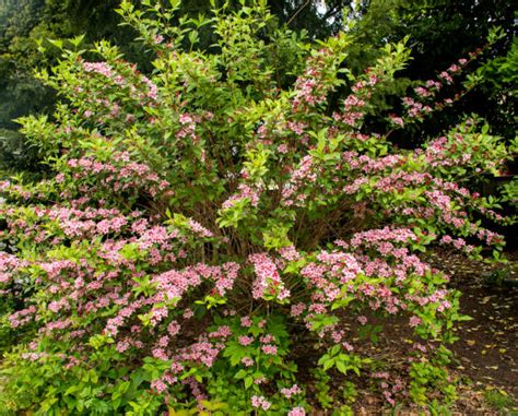 Illustration d'un buisson de Weigela en pleine floraison avec des fleurs roses et rouges
