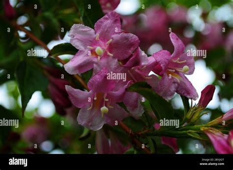 Gros plan de fleurs de Weigela aux teintes variées, du rose pâle au rouge profond