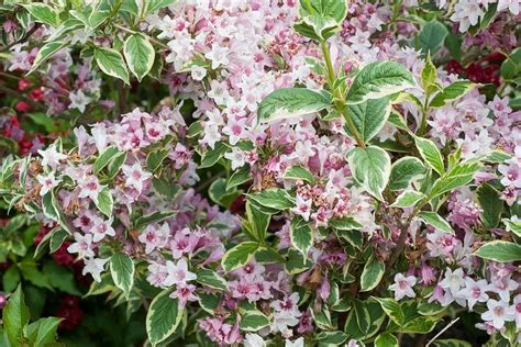 Infographie montrant les différentes utilisations du Weigela : haie, massif, isolé, pot