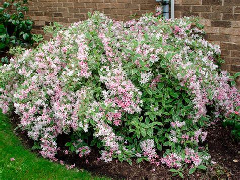 Mosaïque de photos des variétés de Weigela mentionnées, avec leurs noms
