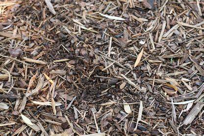 couche de paillage de broyat de bois