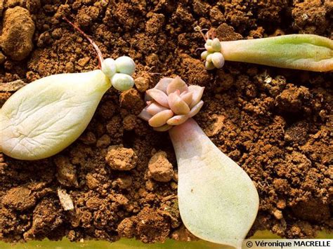 Feuilles de succulentes en développement après bouturage