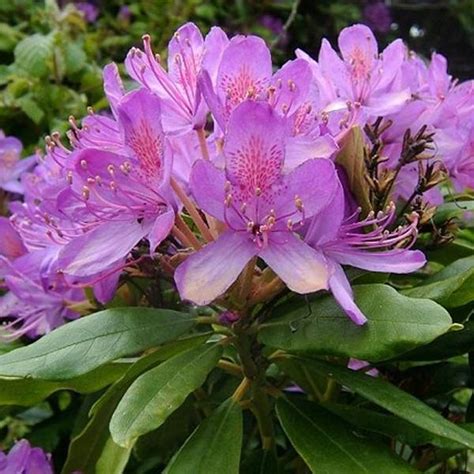 Fleur de Rhododendron Ponticum