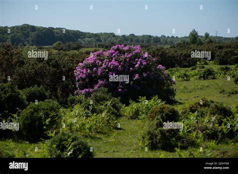 Forêt envahie par le Rhododendron Ponticum