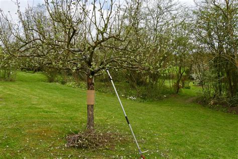 taille pommier février mars