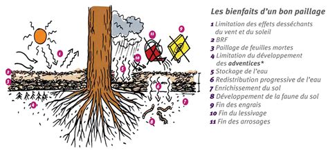 Schéma illustrant les bienfaits du paillage sur le sol