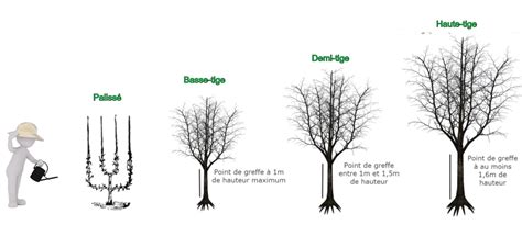 Illustration des différentes hauteurs de greffe (basse-tige, demi-tige, haute-tige)