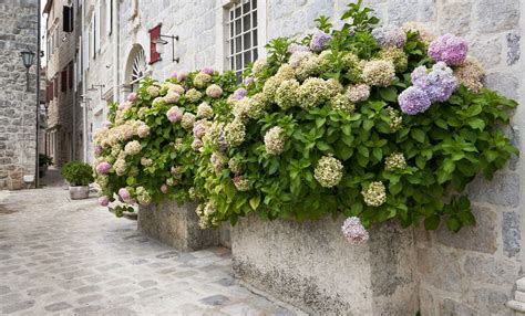 Hortensias bleus le long d'un mur en pierre en Bretagne