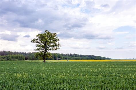 Arbre isolé dans un champ du Morvan