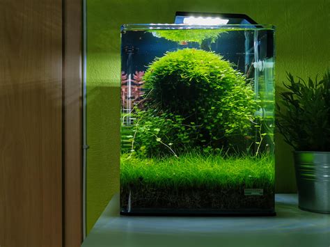 Nano aquarium planté luxuriant