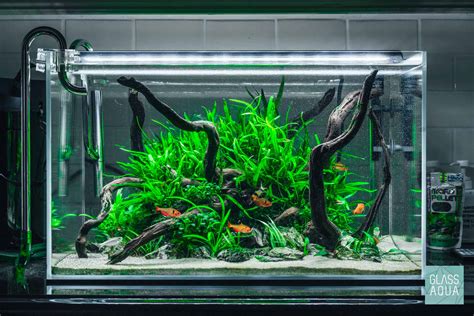 Comparaison nano aquarium low-tech et high-tech