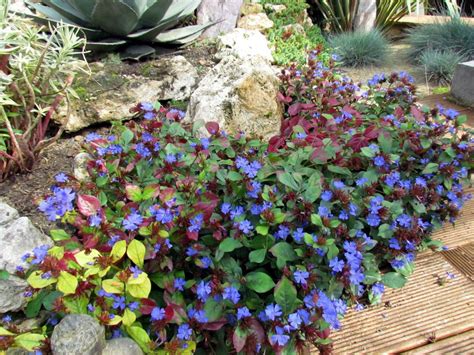 exemples de plantes couvre-sol