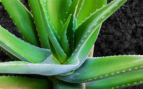 Aloe vera et lierre grimpant ensemble