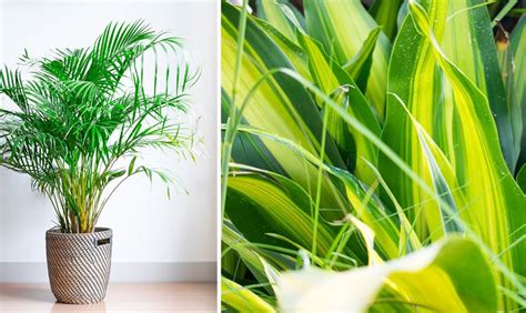 Différentes plantes dépolluantes d'intérieur