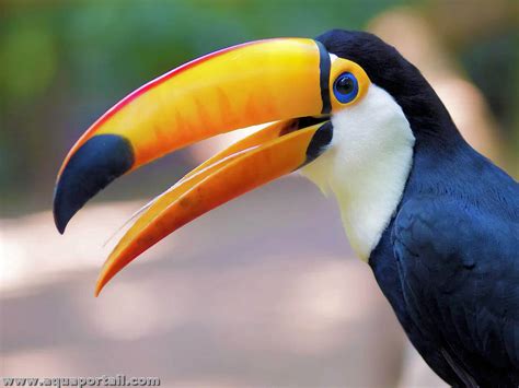 Image d'un toucan montrant son bec proéminent