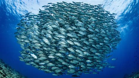 Banc de poissons se déplaçant en formation