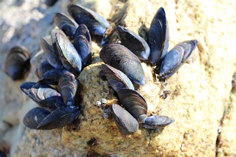 Moule accrochée à un rocher sous l'eau