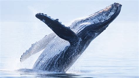 Nageoire de baleine à bosse avec ses protubérances
