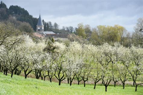 Vergers d'abricotiers en fleurs dans les Pyrénées-Orientales