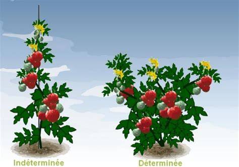 Schéma de croissance déterminée d'une tomate en buisson