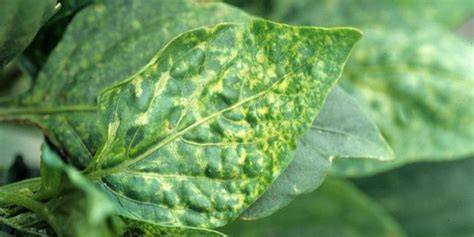 Feuille de tomate présentant des symptômes de marbrure et déformation dus au virus de la mosaïque du pépino