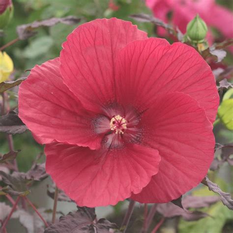 Hibiscus moscheutos en fleur, montrant un sol bien paillé