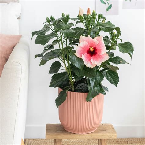 Hivernage d'un hibiscus en intérieur lumineux près d'une fenêtre