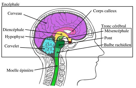 Schéma de conception de jardin montrant différentes zones et éléments