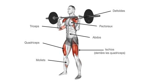 Schéma des muscles sollicités pendant le jardinage