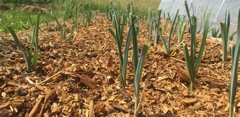 Schéma de plantation des poireaux en sillon
