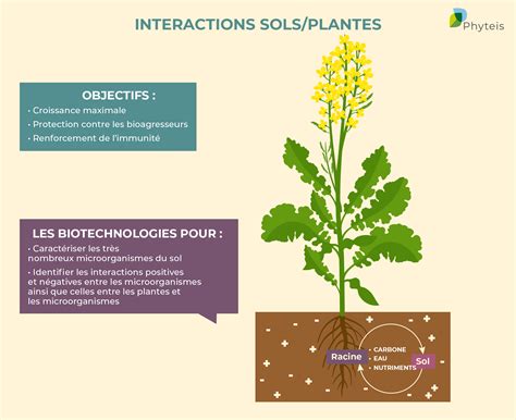 Schéma des interactions du sel avec le sol et les plantes