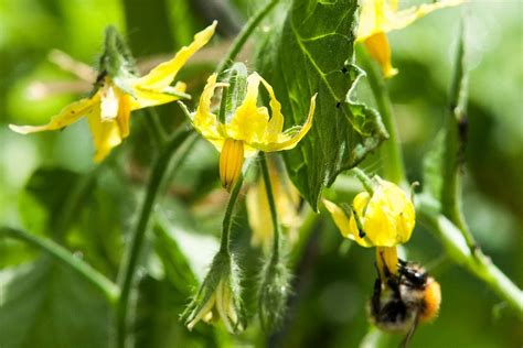 Un bourdon s'agrippant à une fleur de tomate pour la pollinisation vibratile