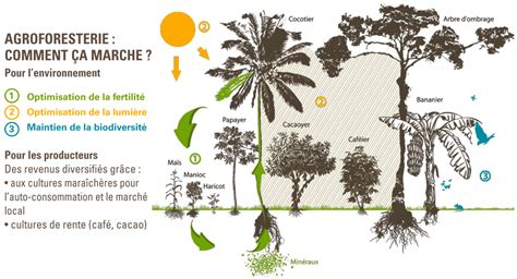 Schéma d'un système agroforestier diversifié