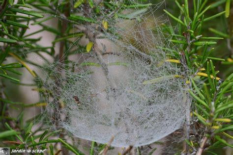 Toiles d'araignées rouges sous les feuilles