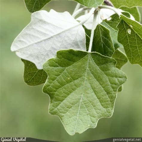 Feuilles de Peuplier blanc (Populus alba)