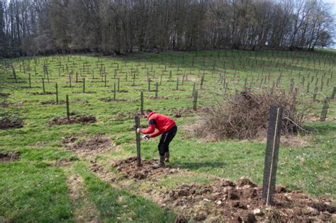 Plantation de jeunes peupliers