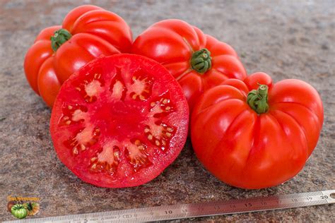 Tomates Marmande sur un plant bien arrosé