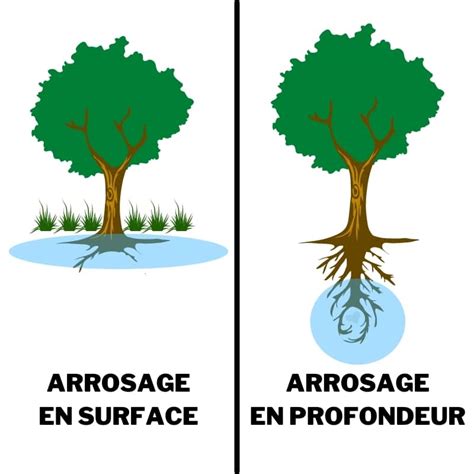 Illustration montrant l'arrosage en profondeur des racines
