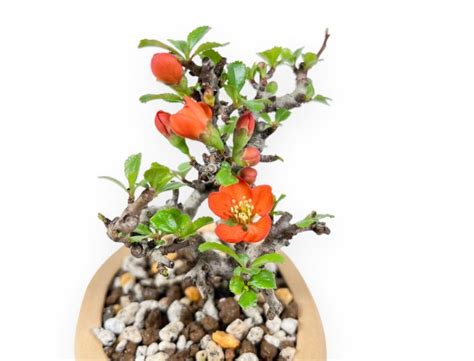 Bonsaï de Chaenomeles en fleur