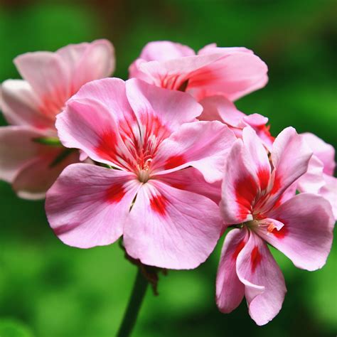 Feuillage du géranium rosat