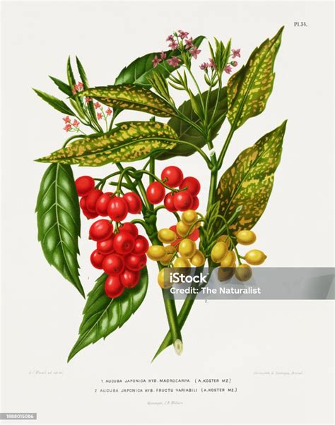 Illustration d'un Aucuba japonica avec ses feuilles vernissées et ses baies rouges