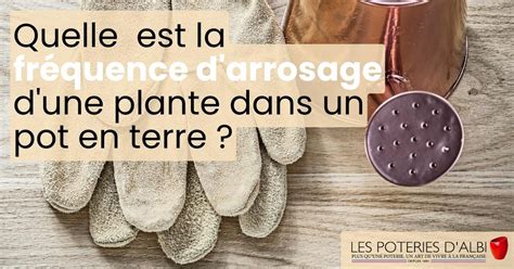 Infographie sur la fréquence d'arrosage de l'Aucuba en pot selon les saisons