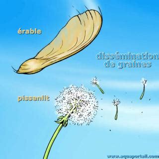 Illustration anatomique de la dispersion des graines de géranium