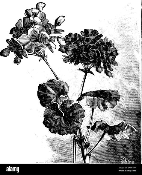 Gravure ancienne de Pelargonium