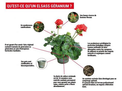 Logo Elsass Géranium