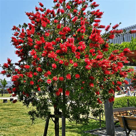 Un massif de Callistemon en pleine floraison rouge vif dans un jardin ensoleillé